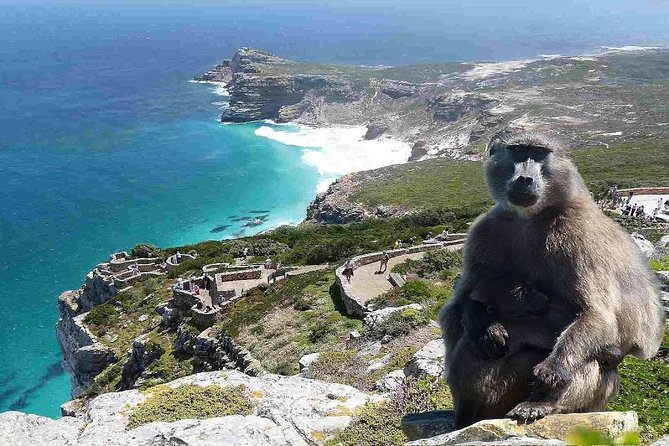 Full Day Cape Peninsula Tour in Private Car - Why a private Cape Peninsula day makes sense