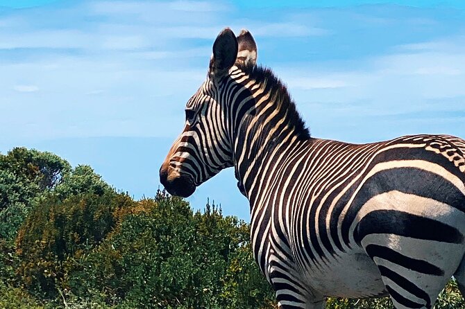 Full Day Cape Peninsula Tour in Private Car - Hout Bay and the optional trip to Seal Island