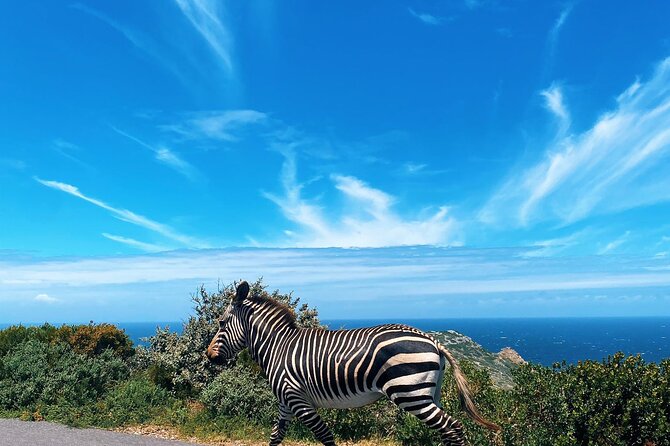 Full Day Cape Peninsula Tour in Private Car - Chapman’s Peak Drive, 114 bends above the Atlantic