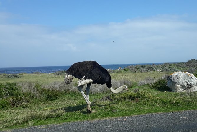 Full Day Cape Peninsula Tour in Private Car - Muizenberg Beach and the colorful bathing huts