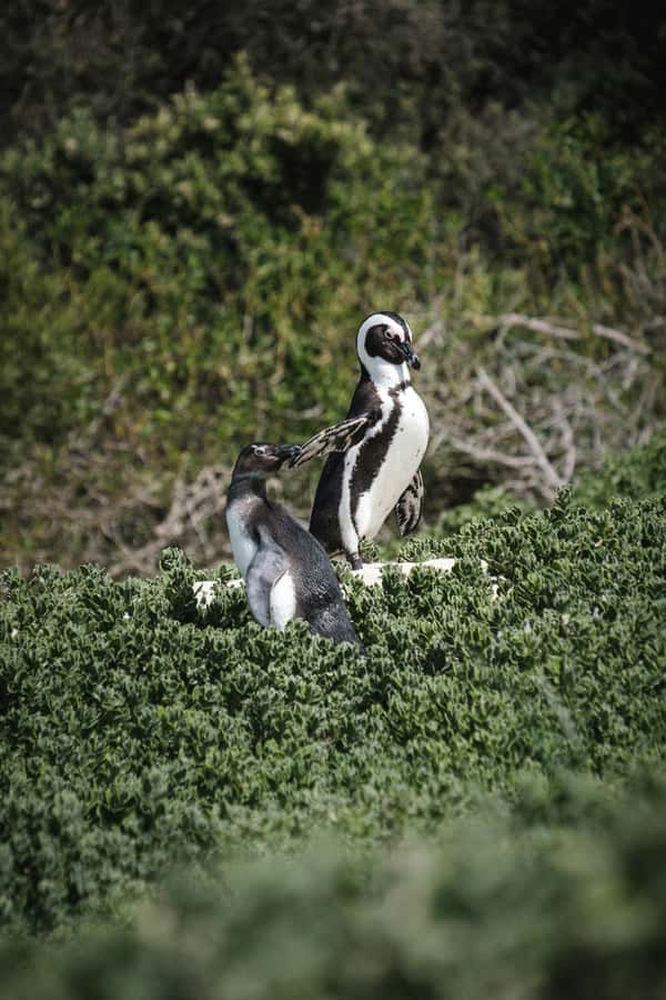 Full day Cape Penisula Tour: Chapman's Peak - Cape Point - Chapman’s Peak gives you the best opening view