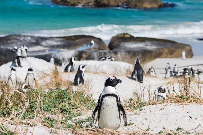 Full day Cape Point + Constantia Wine Tour with Private Transfer - Cape Point and the lighthouse walk