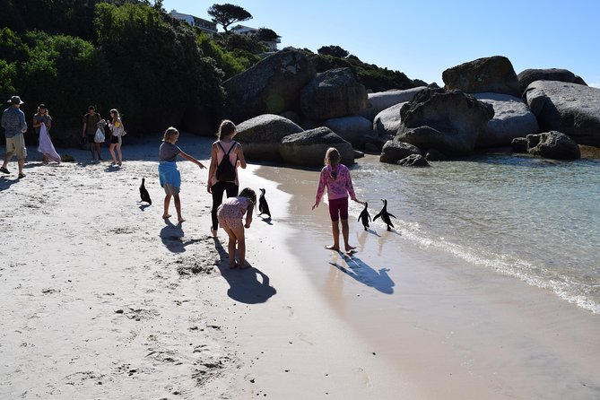 Full day Cape Point + Constantia Wine Tour with Private Transfer - The guide can shape the whole day