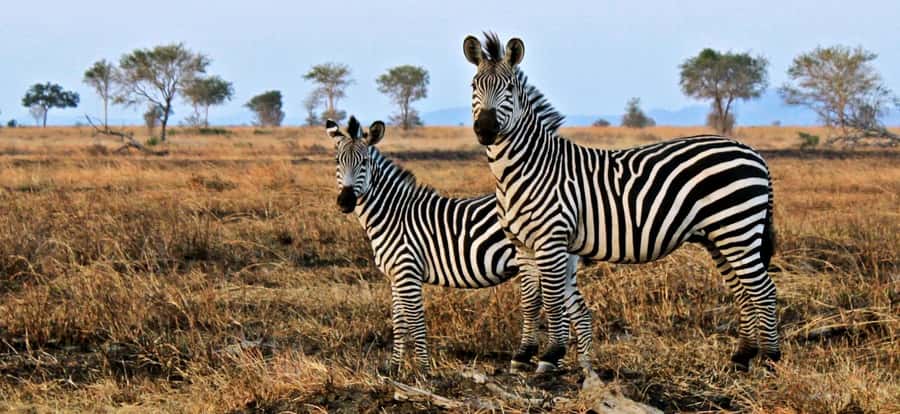 Full Day Cape Town Safari - Key points before you book