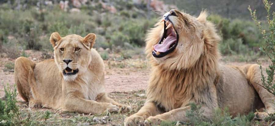 Full Day Cape Town Safari - What the two to three hour safari is like