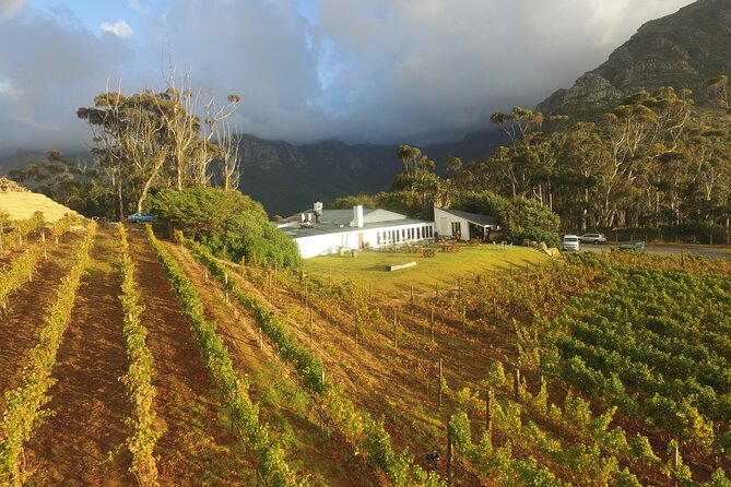 Full-Day Constantia Wine Tour from Cape Town - Tastings are included, so the price is easier to judge