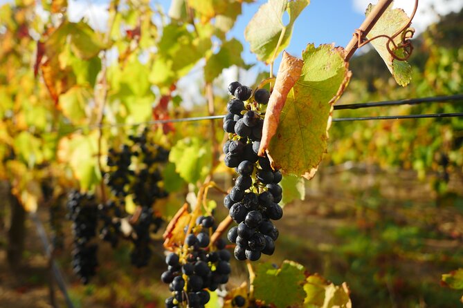 Full-Day Constantia Wine Tour from Cape Town - Who will get the most from this tour