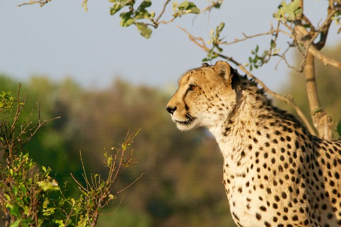 Full Day Exquisite Pilanesberg Safari from Johannesburg - Price, group size, and overall value