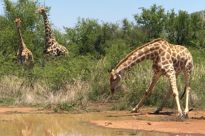 Full Day Exquisite Pilanesberg Safari from Johannesburg - The 5:30 am pickup and the road north