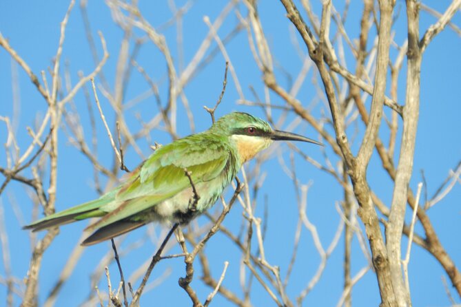 Full-Day Family Hluhluwe iMfolozi Park Safari Experience - Seven hours among the Big Five and smaller creatures