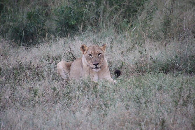 Full-Day Family Hluhluwe iMfolozi Park Safari Experience - Ashley’s guide style and the value of a private vehicle