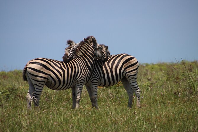 Full-Day Family Hluhluwe iMfolozi Park Safari Experience - Breakfast, snacks, and lunch for young explorers