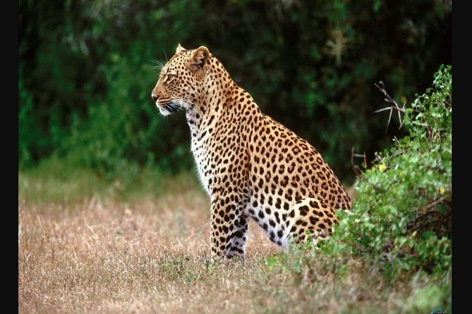 Full day - Hluhluwe Imfolozi Game Reserve 1 Day Tour From Durban - Why Hluhluwe-Imfolozi makes a good Durban day trip