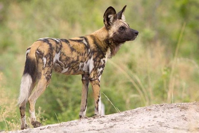 Full day - Hluhluwe Imfolozi Game Reserve 1 Day Tour From Durban - Who should book this day safari?