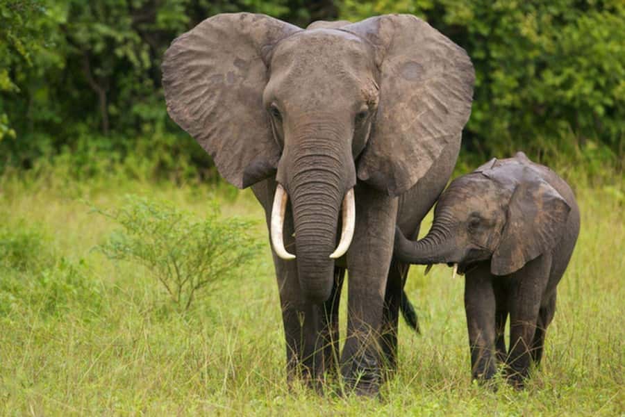 Full Day Hluhluwe Imfolozi Game Reserve Tour from Durban - Key points to know before booking