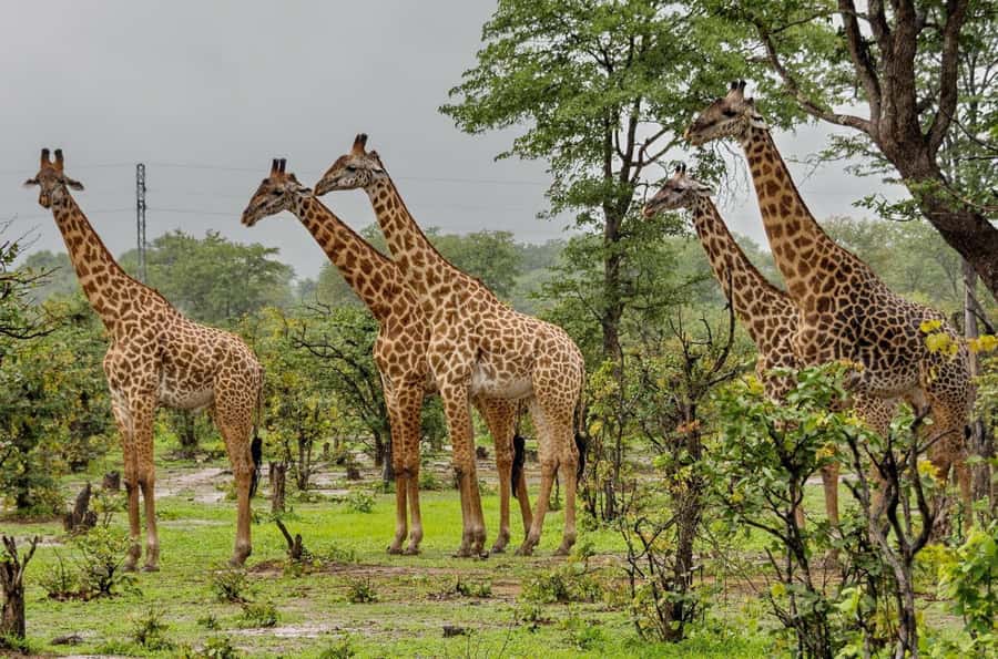Full Day Hluhluwe Imfolozi Game Reserve Tour from Durban - Changing into the 4x4 inside the reserve