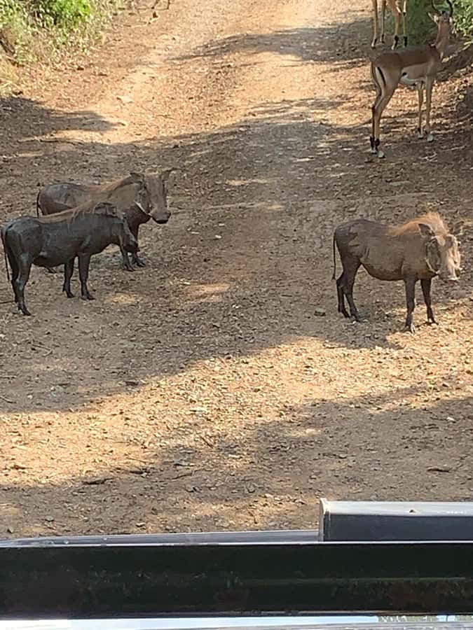 Full Day Hluhluwe Imfolozi Game Reserve Tour from Durban - Looking for the Big 5 and smaller animals