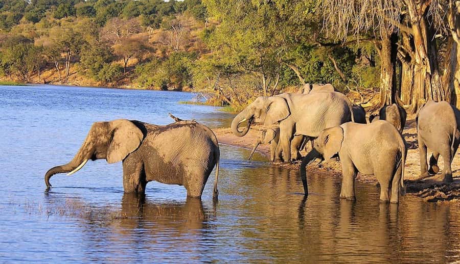 Full Day Hluhluwe Imfolozi Game Reserve Tour from Durban - Why the white-rhino story matters