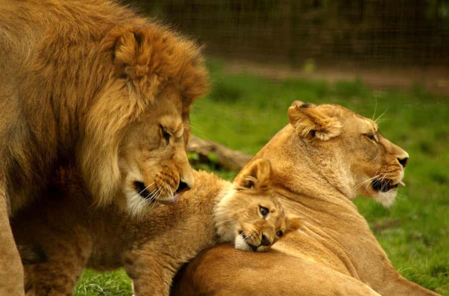 Full Day Hluhluwe Imfolozi Game Reserve Tour from Durban - What the price means at $226 per person