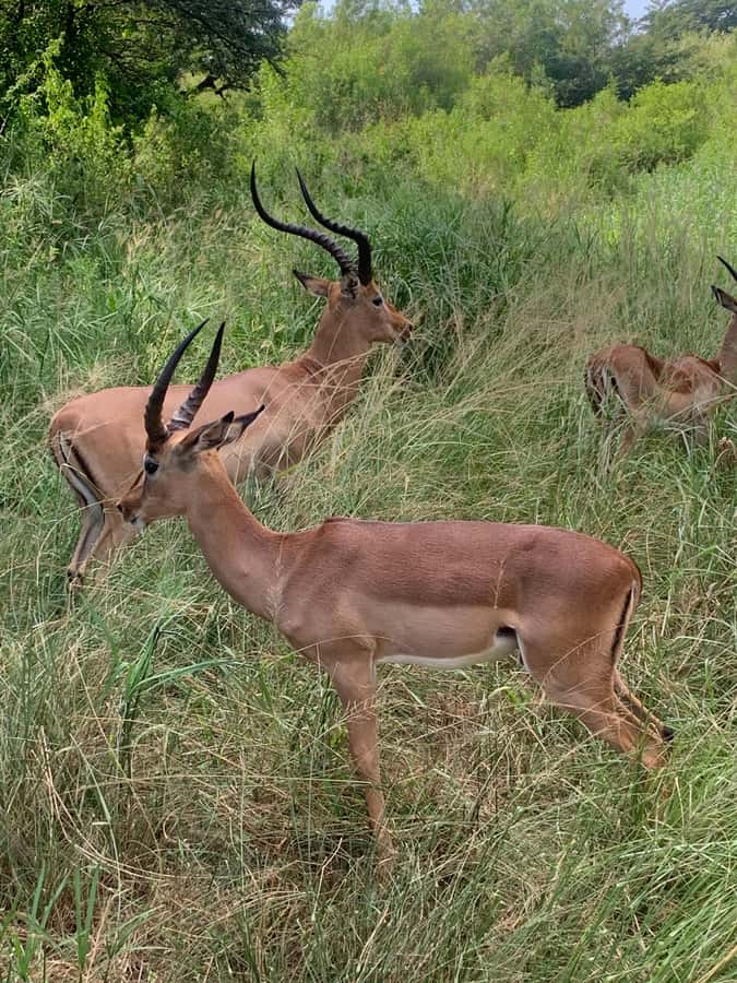 Full Day Hluhluwe Imfolozi Game Reserve Tour from Durban - The guide and the important safety check