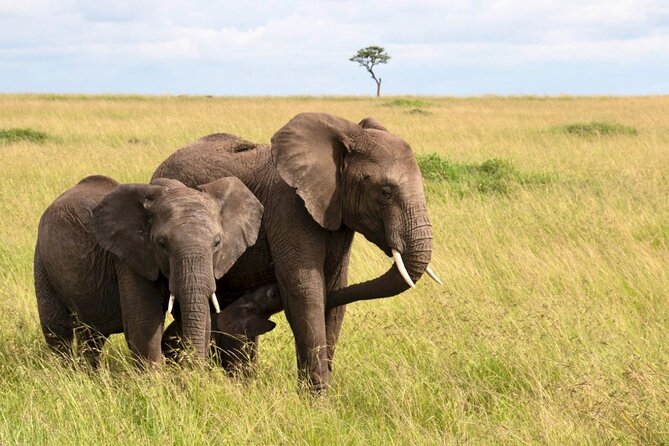 Full Day Isimangaliso Wetlands Park -Croc & Hippo &Game Fr Durban - Why this Durban day trip packs in so much