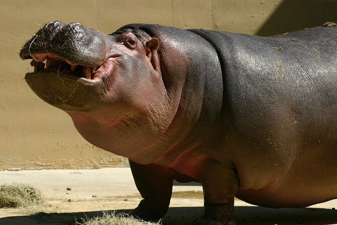 Full Day Isimangaliso Wetlands Park -Croc & Hippo &Game Fr Durban - Time to explore St Lucia and the park area