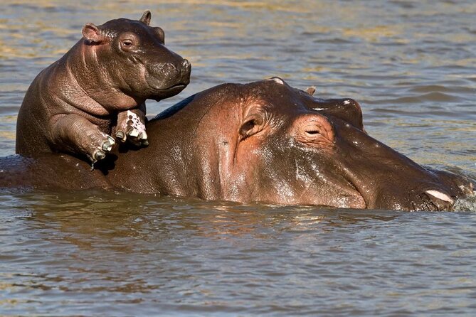 Full Day Isimangaliso Wetlands Park -Croc & Hippo &Game Fr Durban - Who will get the most from this tour