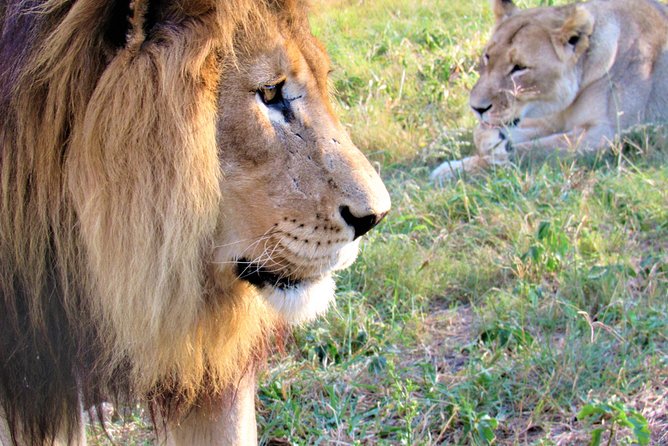 Full-Day Kruger National Park Safari - Key points to know before booking
