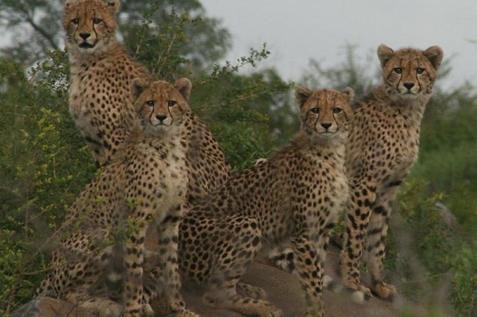Full-Day Kruger National Park Safari - Searching for the Big Five