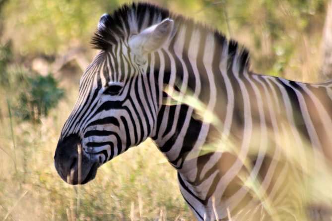 Full-Day Kruger National Park Safari - Bushman rock paintings and archaeological sites