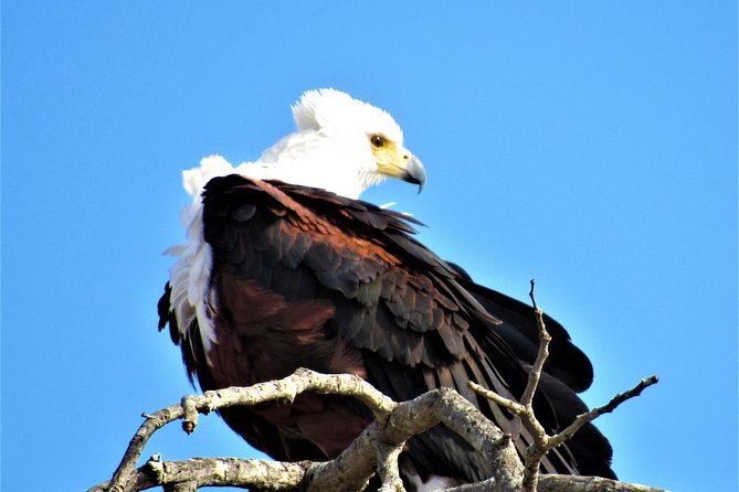 Full-Day Kruger National Park Safari - What the $121.21 price really covers