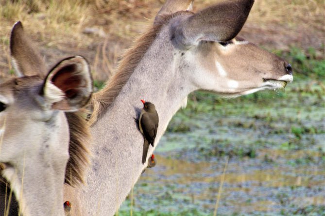 Full-Day Kruger National Park Safari - Heat, comfort, and the long day
