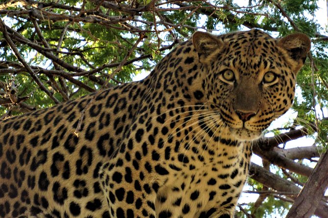 Full-Day Kruger National Park Safari - The 5:30 am pickup from Hazyview