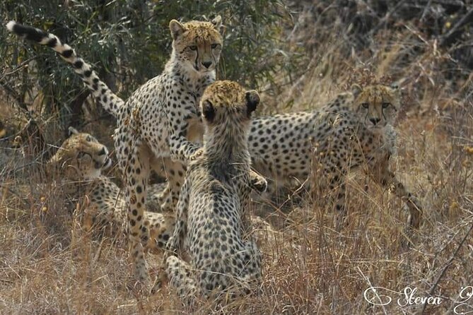 Full Day Kruger National Park Tour - Key points to know before booking