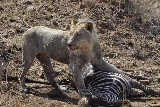 Full Day Kruger National Park Tour - Starting from Hoedspruit and entering Kruger