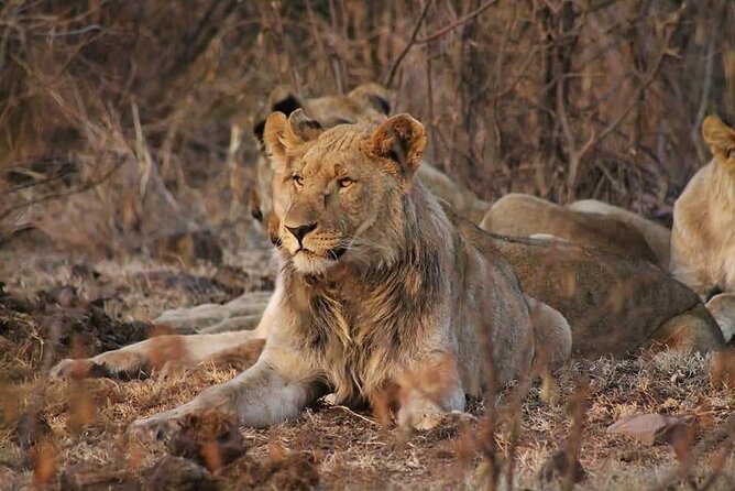 Full Day Kruger National Park Tour - Wildlife sightings, from Big Five to small birds