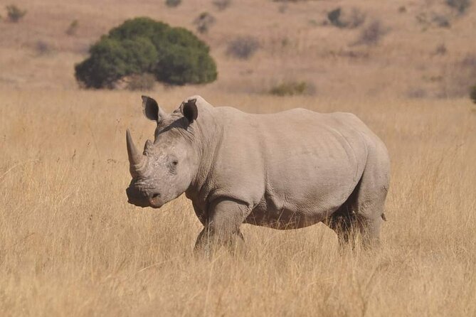 Full Day Kruger National Park Tour - The guide is the heart of the day