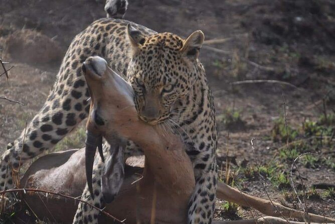 Full Day Kruger National Park Tour - Lunch and the real price of the safari