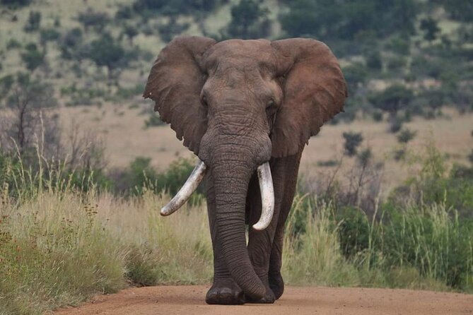 Full Day Kruger National Park Tour - Who will get the most from this outing