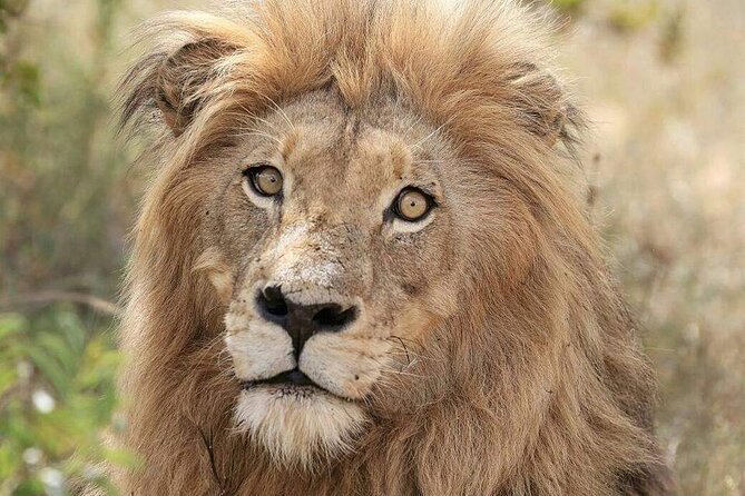 Full Day Kruger National Park Tour - Coffee, tea, rusks, and the first views
