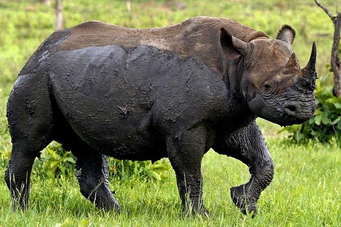 Full Day Kruger Park Safari From Hazyview - What the Hazyview pickup and small group mean