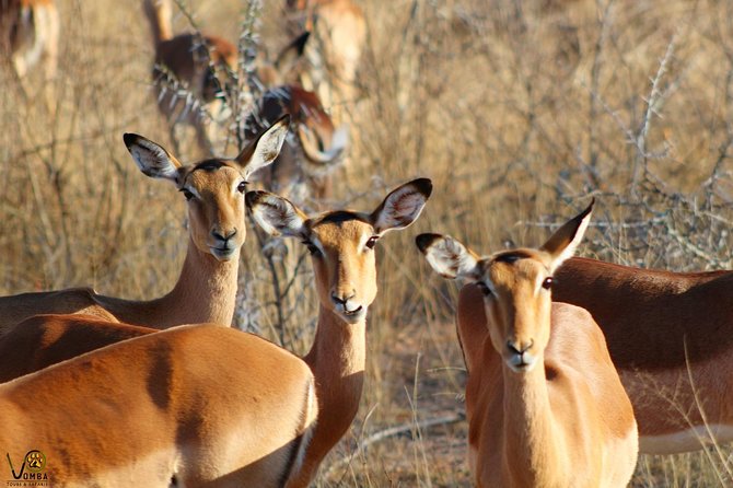 Full Day Kruger Park Safari From Hazyview - Is $100.02 good value?