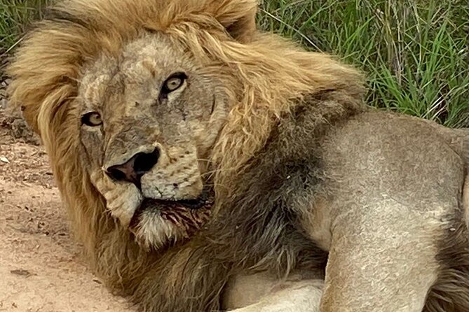 Full-Day Kruger Park Safari from Nelspruit, Whiteriver or Hazyview - Food, water, and what to plan yourself