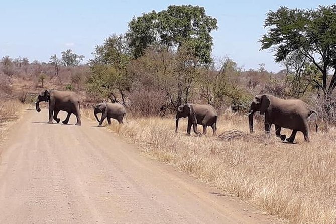 Full-Day Kruger Park Safari from Nelspruit, Whiteriver or Hazyview - Who will get the most from this safari?