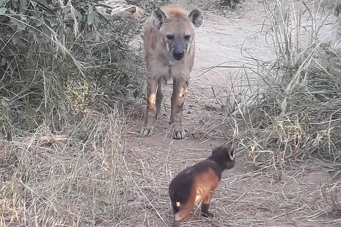Full-Day Kruger Park Safari from Nelspruit, Whiteriver or Hazyview - What the open safari vehicle adds