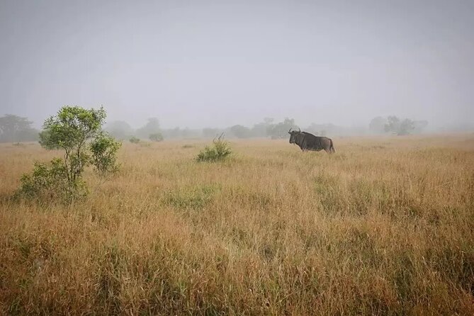 Full Day Kruger Park Wildlife Safari from Hoedspruit - Key points to know before booking
