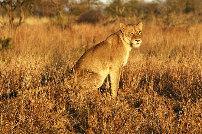 Full Day Kruger Park Wildlife Safari from Hoedspruit - Why a full day in Kruger makes sense