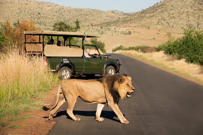 Full Day Pilanesberg Experience in Open Vehicle - The afternoon closed-vehicle drive