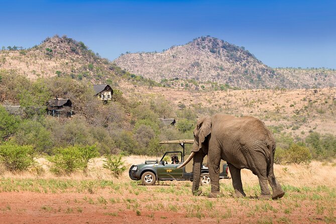 Full Day Pilanesberg Experience in Open Vehicle - What the $137.74 price really covers