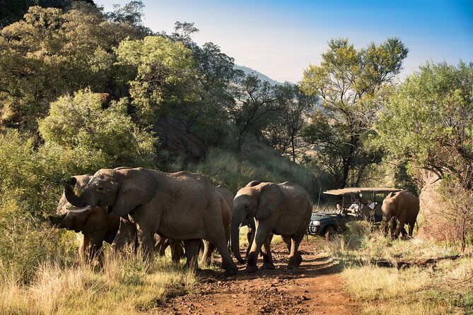 Full Day Pilanesberg Safari Adventure - What the guide adds to the safari
